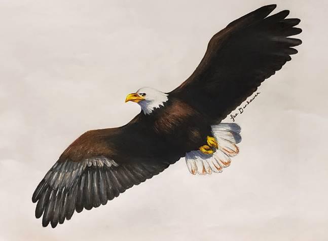 Enlarge American Bald Eagle