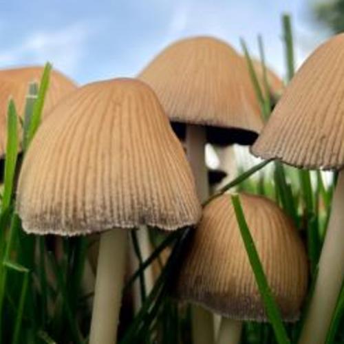 A close up photograph of mushrooms with grass blades